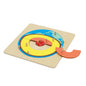 Wooden Geographical Internal Structure Puzzle Montessori Toys 6
