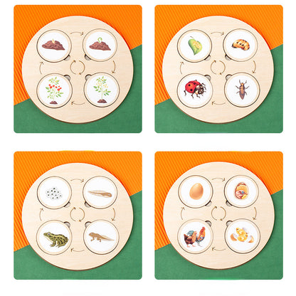 Wooden Animal and Plant Life Cycle Montessori Toys Learning Board 4