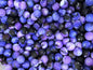 50pcs 15mm Purple Galaxy Print Silicone Beads Printed Design