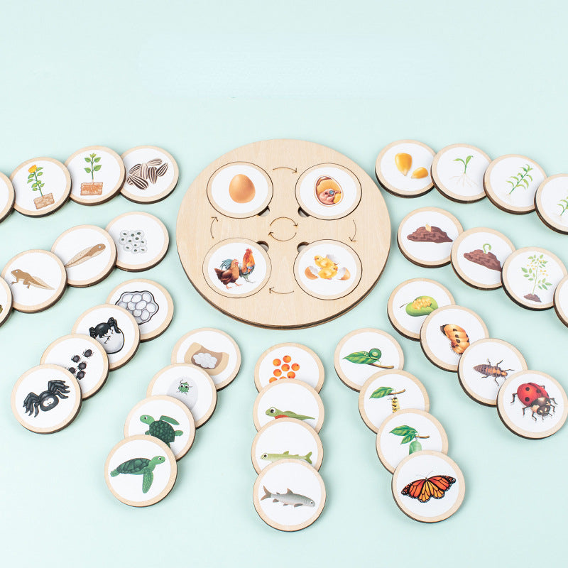 Wooden Animal and Plant Life Cycle Montessori Toys Learning Board 2