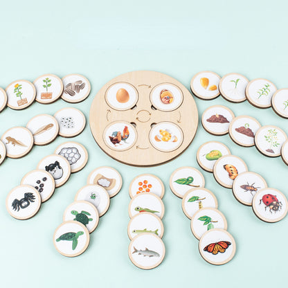 Wooden Animal and Plant Life Cycle Montessori Toys Learning Board 2