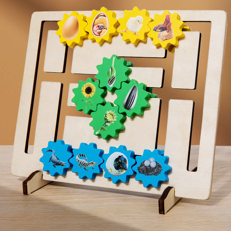 Wooden Life Cycle Evolution Gear Montessori Toys Educational 4