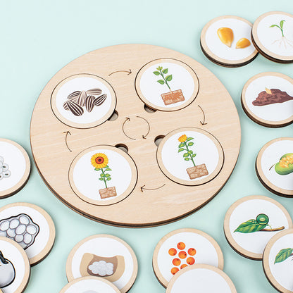 Wooden Animal and Plant Life Cycle Puzzle Educational Toy 4