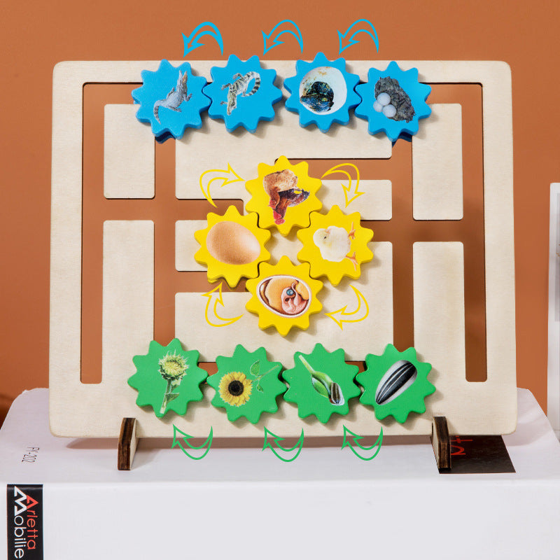 Wooden Life Cycle Evolution Gear Montessori Toys Educational 3