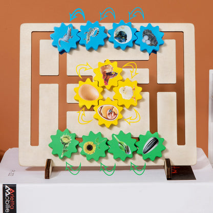 Wooden Life Cycle Evolution Gear Montessori Toys Educational 3