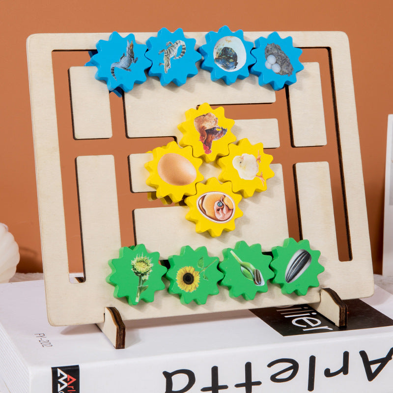 Wooden Life Cycle Evolution Gear Montessori Toys Educational 2