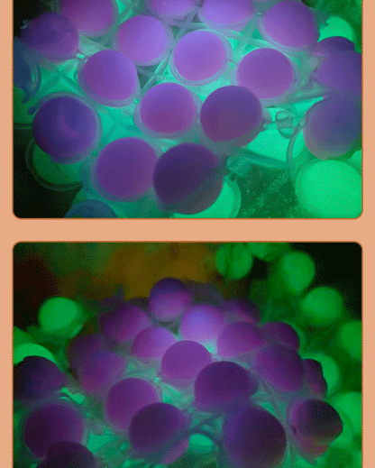 50pcs Glow in Dark Silicone Beads 12mm 14mm 15mm 17mm Multi Color