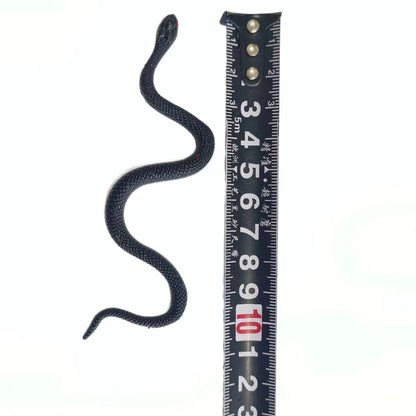 Flexible Soft Rubber Snake Toy Stretchy Mini Snake Fidget Toy 4
